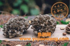 灰树花(灰树花图片)