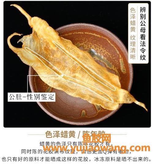 花胶肚怎么读(花胶怎么泡发)