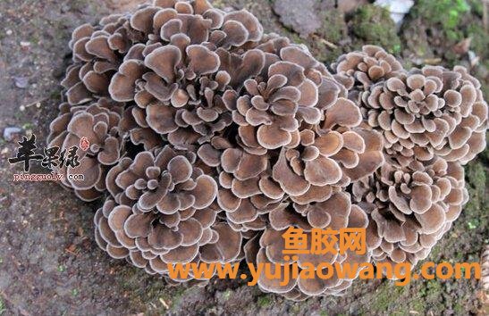 麦特消灰树花胶囊疗效(麦特消灰树花胶囊多少钱一盒)