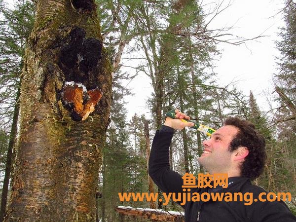 麦特消灰树花胶囊好吗(麦特消牌灰树花胶囊)