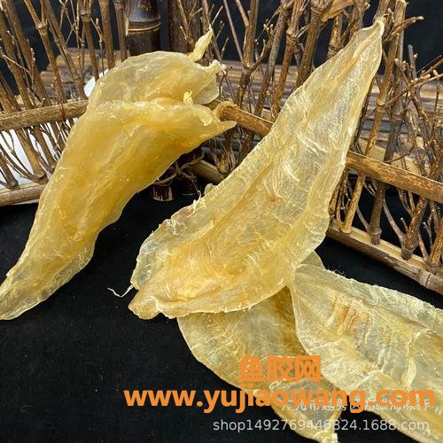 鱼胶的属性(鱼胶属性热还是寒)