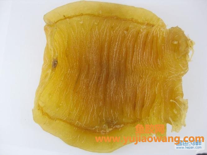 金钱鳘鱼胶能提升白细胞吗