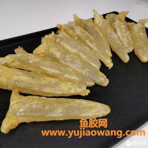 花胶的价格一般多少钱一斤背胶(花胶价格大概多少钱一斤)