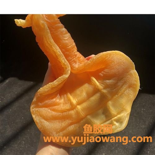 老石肚鱼胶图片(石肚鱼胶简介)