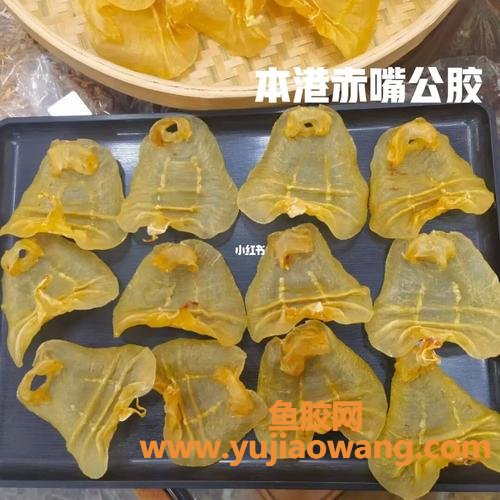 本港鱼胶是什么意思(鱼胶的头数是什么意思)