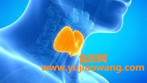 有甲状腺结节的人能吃鱼胶吗(甲状腺结节可以吃鱼胶吗)