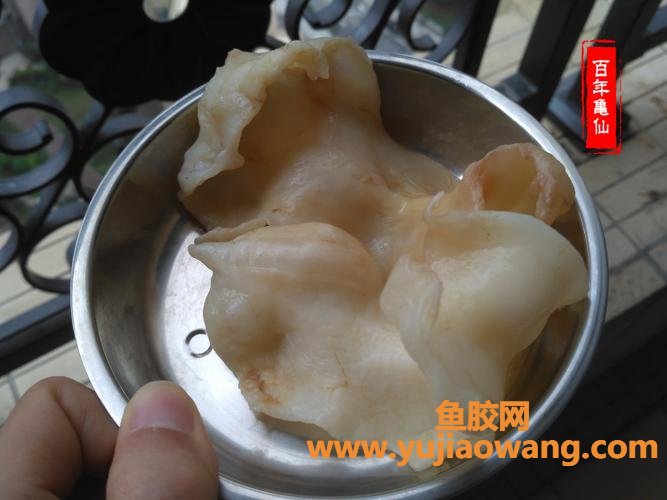 新西兰花胶骗局(新西兰花胶价格)