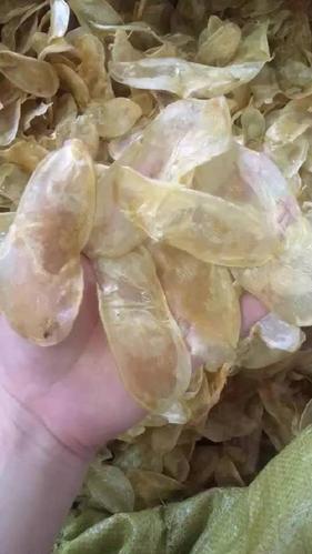 干花胶的泡发方法视频