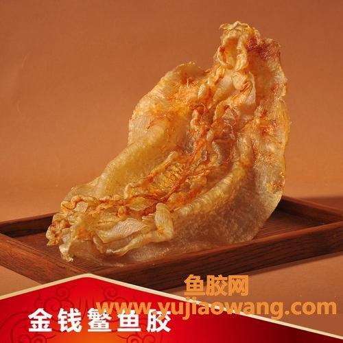 大须金钱鳘鱼胶(金钱鳘鱼胶)
