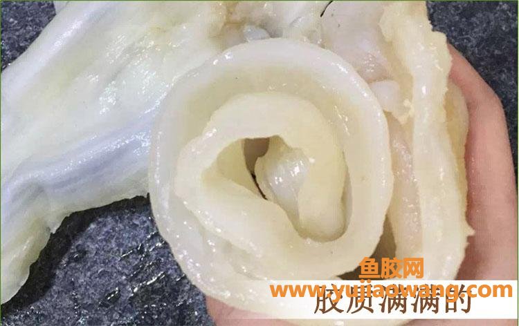 发好的花胶肚图片(浓汤花胶肚图片)