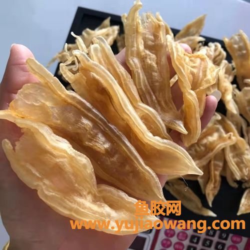 双背鱼胶的功效与作用禁忌(双背鱼胶的功效和作用)