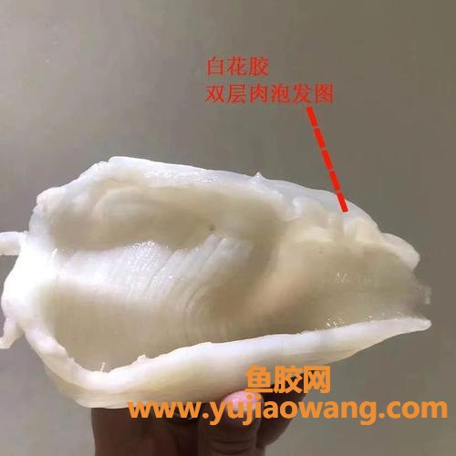 假花胶浸泡特征絮状(花胶浸泡后有白色的絮状物)
