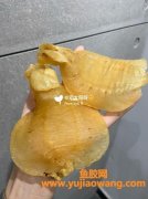 金兰鱼胶算什么等级