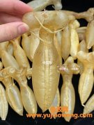 蜘蛛胶图片大全(蜘蛛品种大全图片及名称)