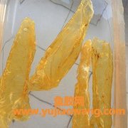 花胶的泡发方法(泡发花胶的最佳方法)