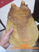 黑鳘鱼胶的功效及吃法(即食鱼胶的功效及吃法)