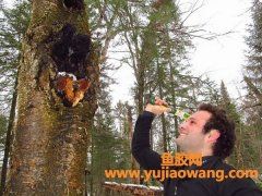 麦特消灰树花胶囊好吗(麦特消牌灰树花胶囊)