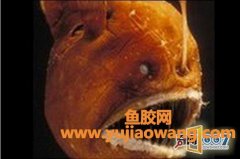石肚胶是什么鱼的胶