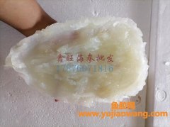 水发花胶肚图片(浓汤花胶肚图片)