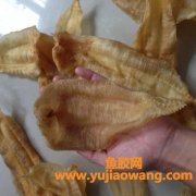 土鳘鱼胶的功效与作用(鱼胶的功效与作用禁忌)