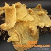 六耳鱼胶产地(鱼胶的产地在哪里)