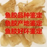土鳘鱼胶是什么鱼(什么鱼的鱼胶是最贵的？)