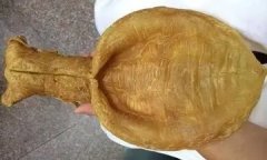 60头花胶一斤有多少只(一斤有42只的花胶是多少头？)