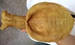 大口鱼胶公母功效区别(鳕鱼胶什么功效？)