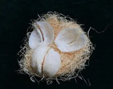 花胶炖后缩小(为什么花胶发完后煲的时候就小了？)