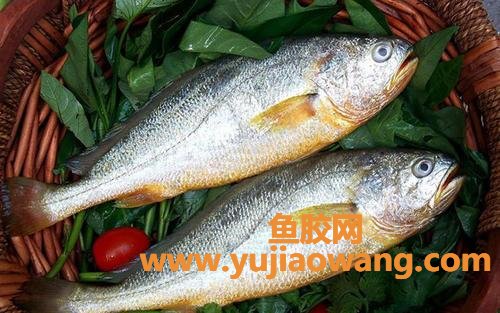 鱼胶是海鱼还是淡水鱼(米鱼是淡水鱼还是海鱼?) 鱼胶是海鱼还是淡水鱼(米鱼是淡水鱼还是海鱼?)