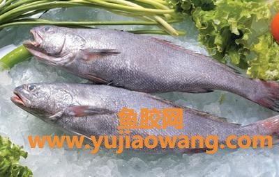 鱼胶是海鱼还是淡水鱼(米鱼是淡水鱼还是海鱼?) 鱼胶是海鱼还是淡水鱼(米鱼是淡水鱼还是海鱼?)