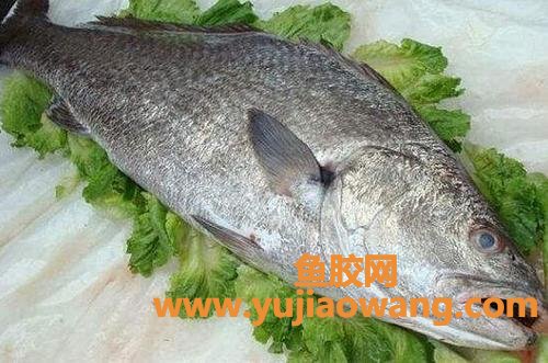 鱼胶是海鱼还是淡水鱼(米鱼是淡水鱼还是海鱼?) 鱼胶是海鱼还是淡水鱼(米鱼是淡水鱼还是海鱼?)