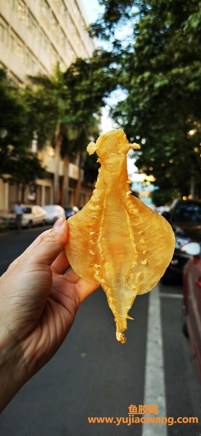 野生鳘鱼好还是黄花鱼胶好(哪个品种什么鱼胶最好？)