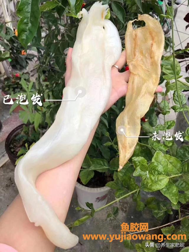 大斗湖鱼胶图片(鱼胶种类有几种?) 大斗湖鱼胶图片(鱼胶种类有几种?)