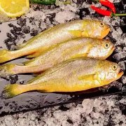 石斑鱼胶和黄花鱼胶哪个好(哪个品种什么鱼胶最好？)