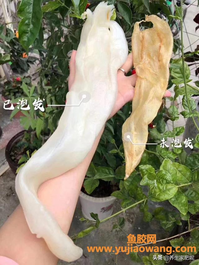 白花胶是什么鱼的鱼鳔(鱼胶种类有几种？)