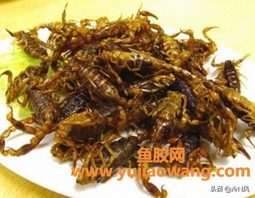 香油炸鱼胶的功效(香油炸蝎子的作用?) 香油炸鱼胶的功效(香油炸蝎子的作用?)