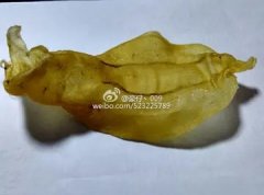 鱼胶品种大全(图解)24(鱼胶种类有几种？)