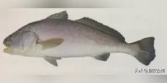 最贵鱼胶(什么鱼的鱼胶是最贵的？)