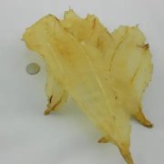 吃鱼胶忌吃什么()