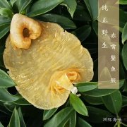 鱼胶对身体有什么好处(吃花胶和燕窝对身体有哪些帮助？)