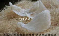 鱼胶燕窝的功效及吃法大全(吃花胶和燕窝对身体有哪些帮助？
