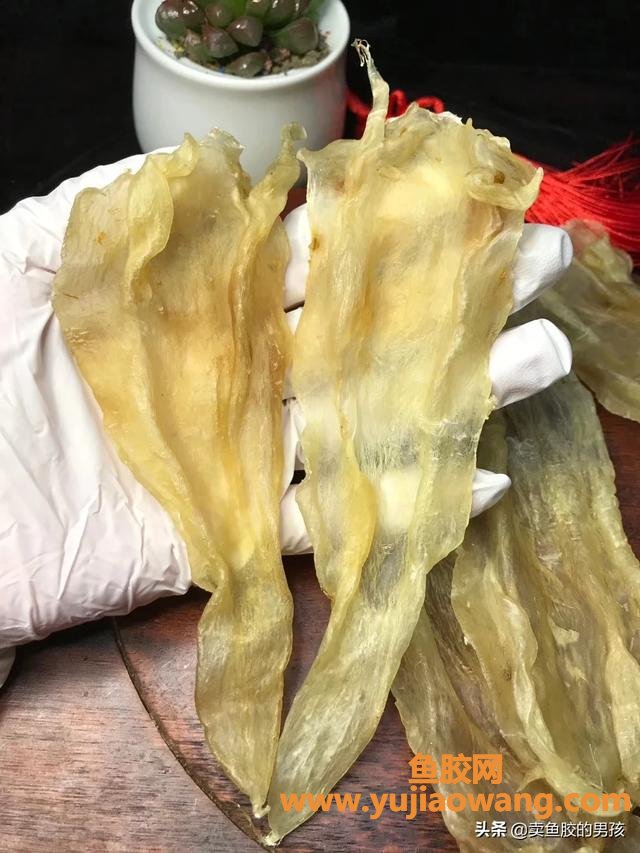 如何快速浸泡花胶(花胶怎么发泡?) 如何快速浸泡花胶(花胶怎么发泡?)