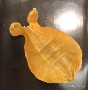 孕妇吃鱼胶功效与作用(怀孕吃鱼胶有什么好处？)