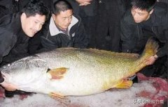 孕妇晚期可以吃花胶吗(孕妈妈能不能吃鱼胶？)