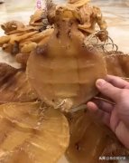 干鱼胶的做法大全视频(鱼胶的做法是什么？)