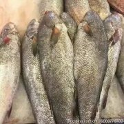 深海红鱼胶价格(鱼胶多少钱一克？)