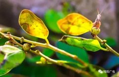 港式花胶鸡介绍(港式老火锅花胶鸡的汤底怎么熬制，都放什么原