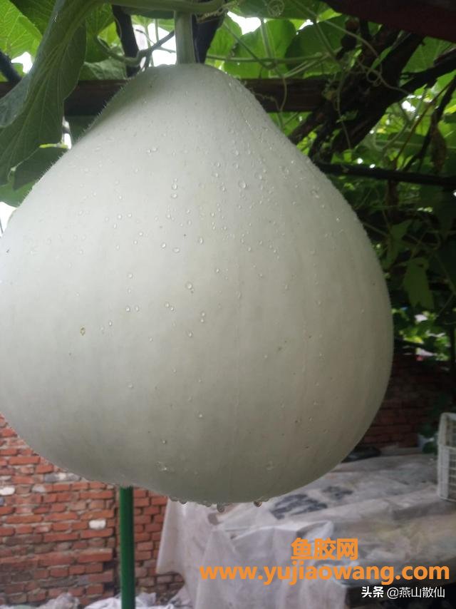 葫芦胶的功效及吃法(葫芦能有多少种用处?) 葫芦胶的功效及吃法(葫芦能有多少种用处?)