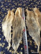 花胶有什么营养(什么是鱼胶？鱼胶有什么营养价值，又有什么做
